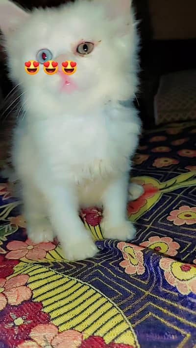 Persian odd eyes/triple coat kittens/blue eyes