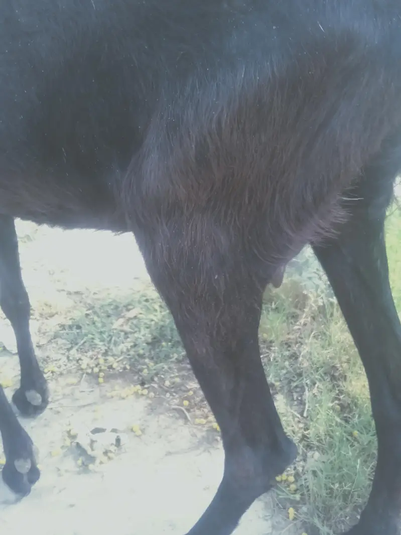 Goats ForSale — photo 2
