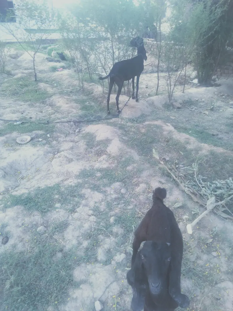 Goats ForSale — photo 3
