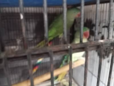 Raw parrot for sale pair