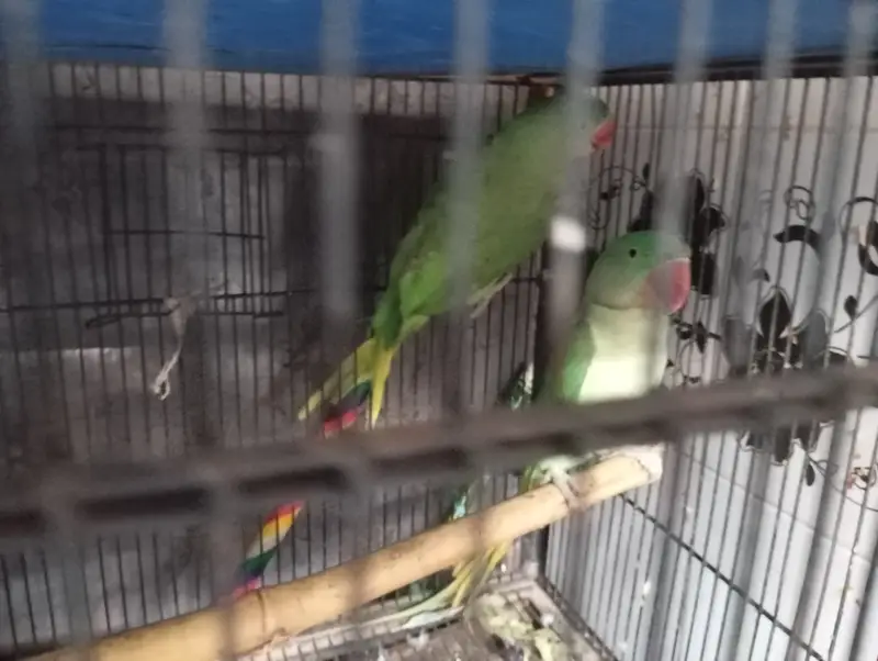 Raw parrot for sale pair — photo 2