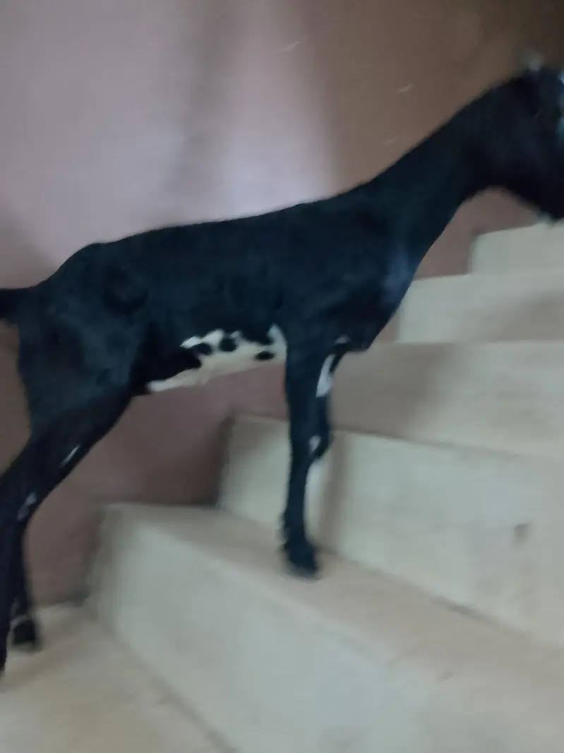 Desi bakri sale 03331742220 — photo 2