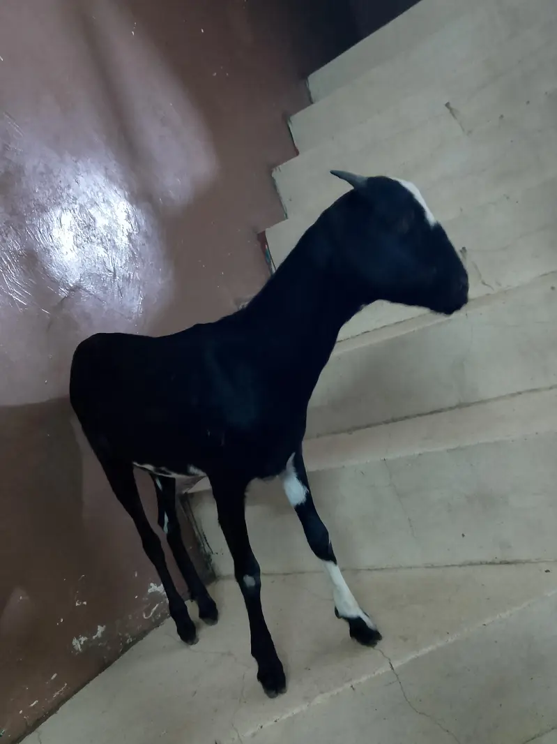 Desi bakri sale 03331742220 — photo 3