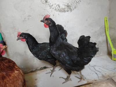 2 black Australorp