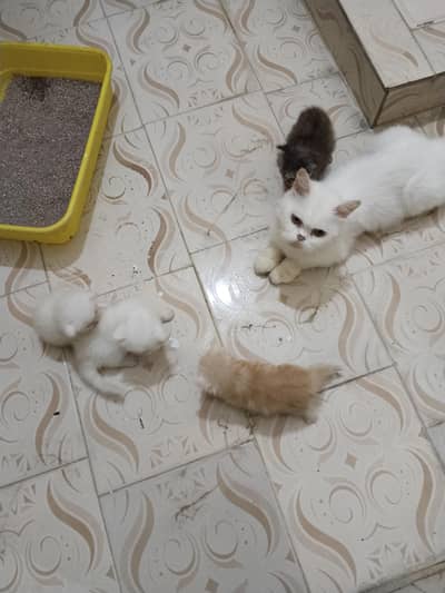 home bread cat for sale