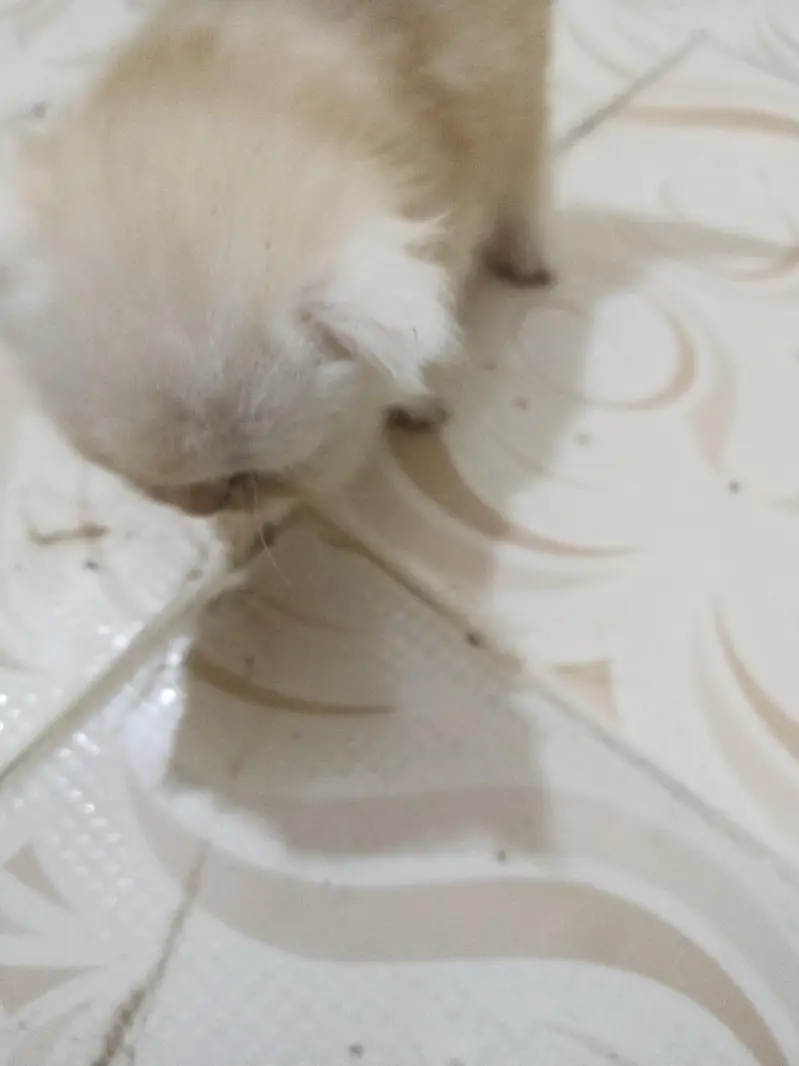 home bread cat for sale — photo 4