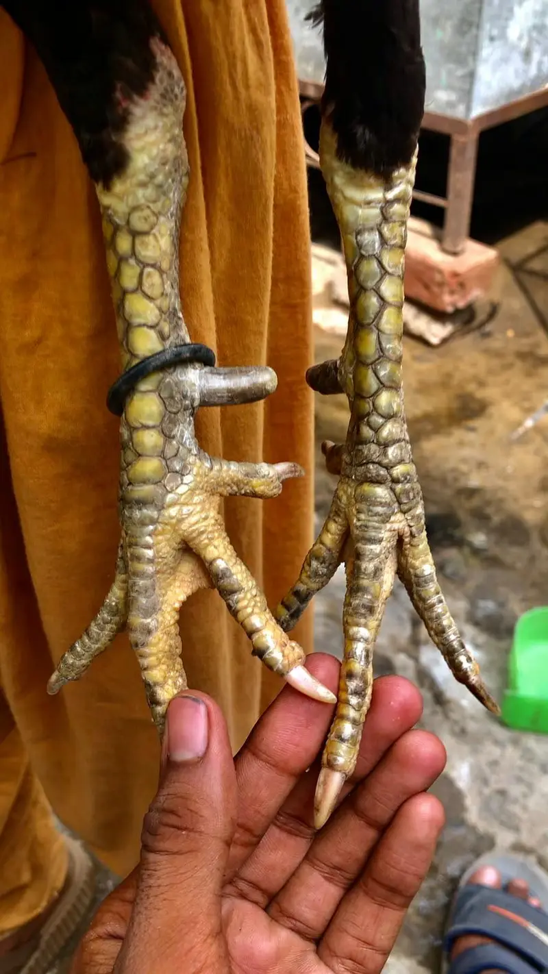 Thai/burmi — photo 3