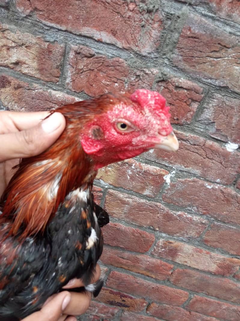 Hamxa 1