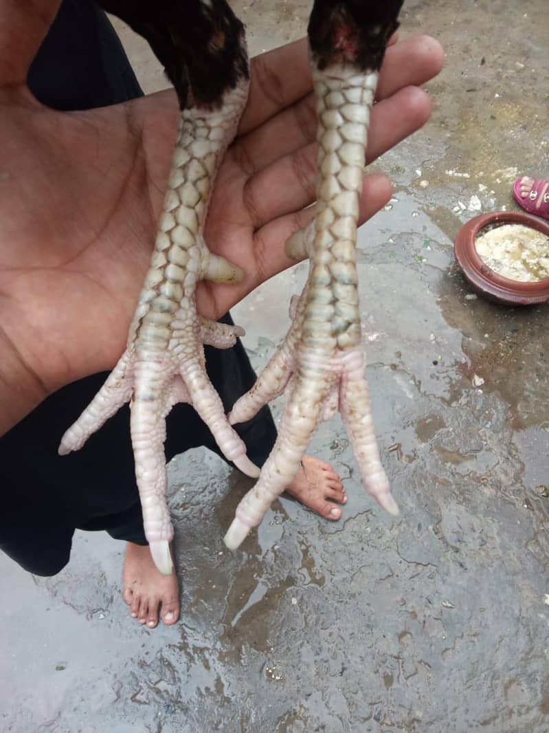 Hamxa 3