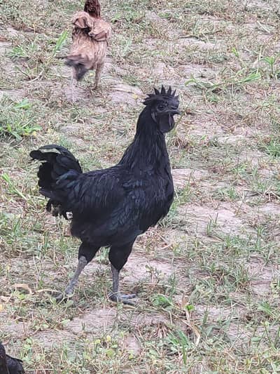 ayam cemani male