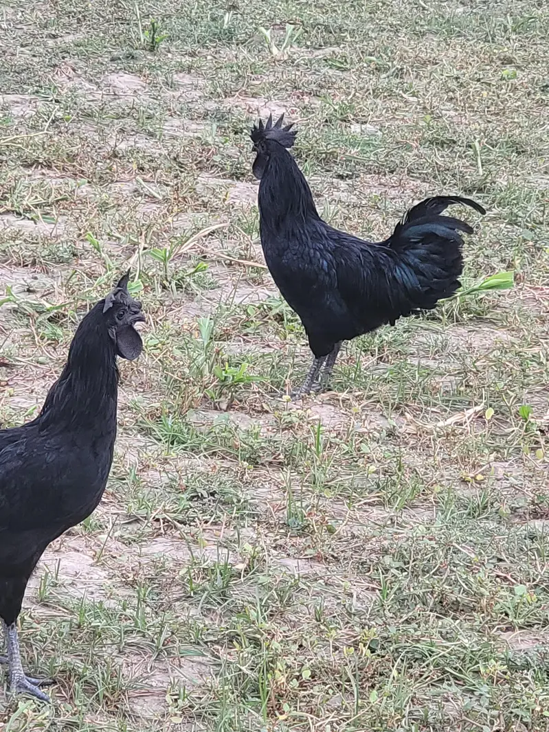 ayam cemani male — photo 2