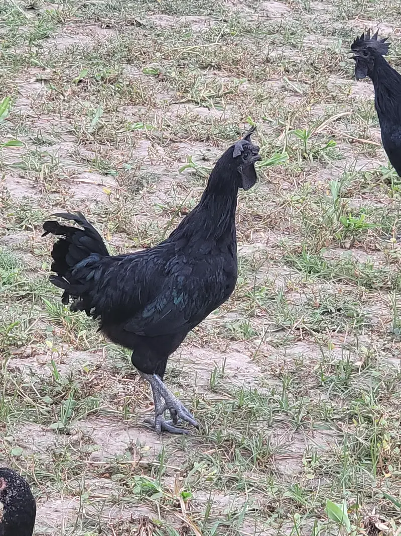 ayam cemani male — photo 3