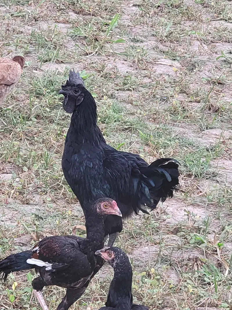 ayam cemani male — photo 4
