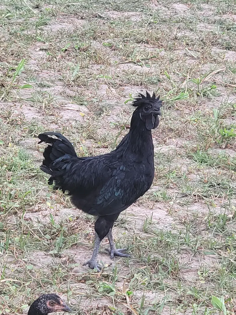ayam cemani male — photo 5