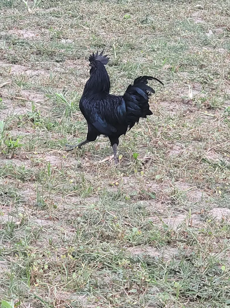 ayam cemani male — photo 6