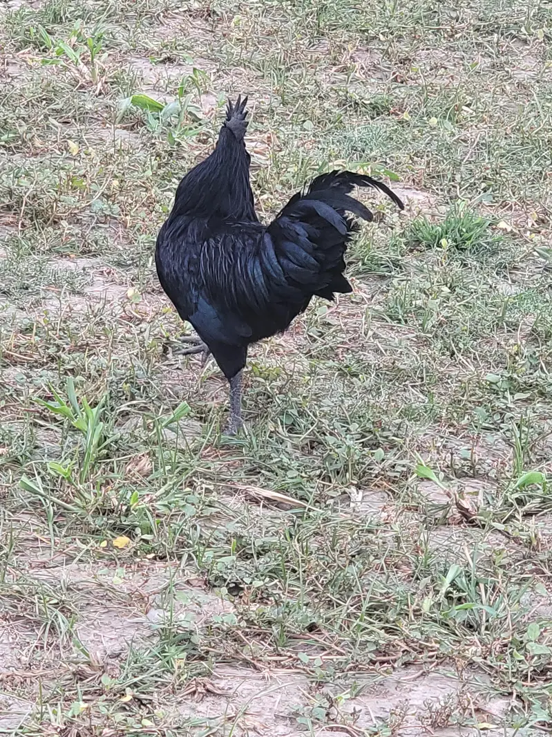 ayam cemani male — photo 7