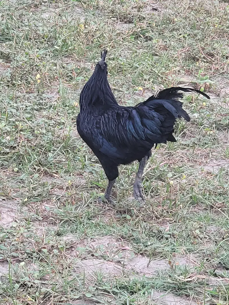 ayam cemani male — photo 8