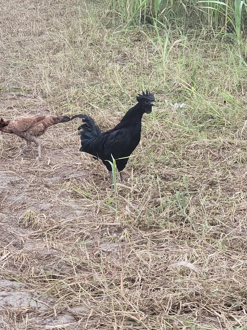 ayam cemani male — photo 9