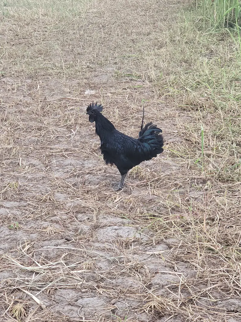 ayam cemani male — photo 10