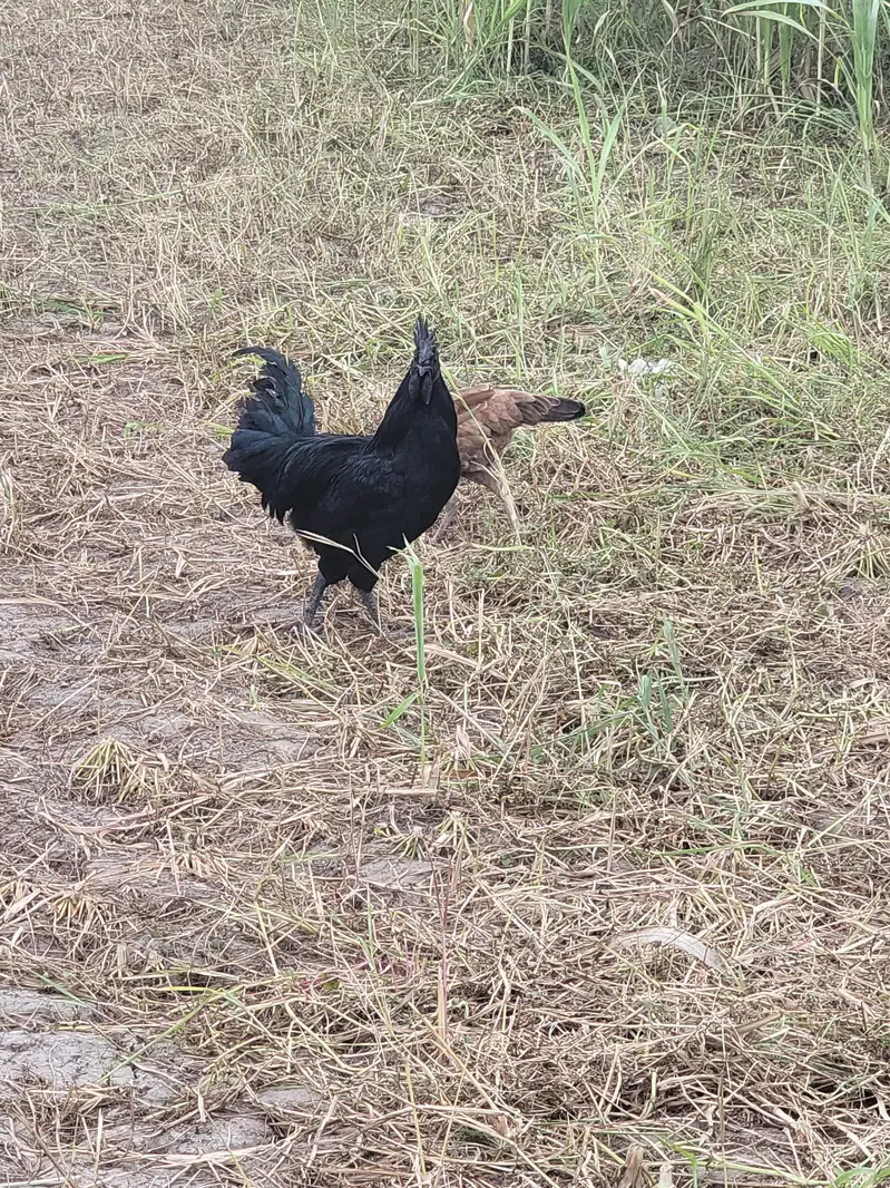 ayam cemani male — photo 11