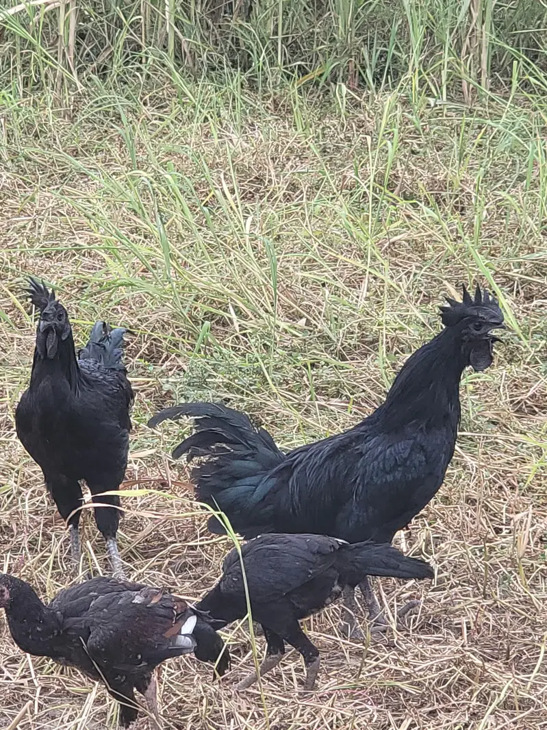 ayam cemani male — photo 12