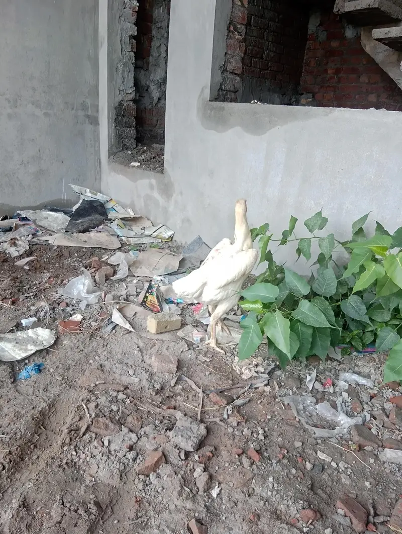 white shamo pair for sale — photo 2