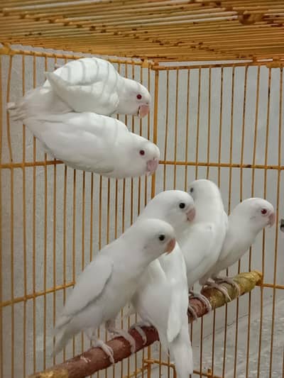  Breeder and fertile Albino red to split pairs available.