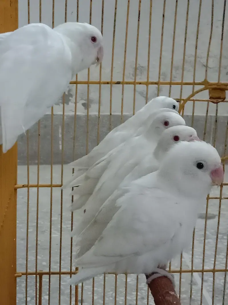 100/ Breeder and fertile Albino red to split pairs available. — photo 2