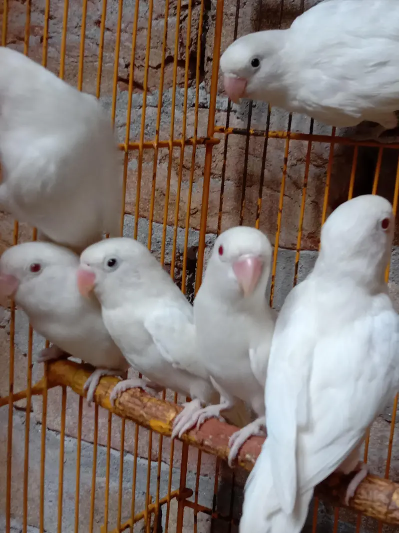 100/ Breeder and fertile Albino red to split pairs available. — photo 3
