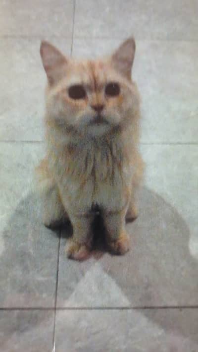 1 year old cat tamed male