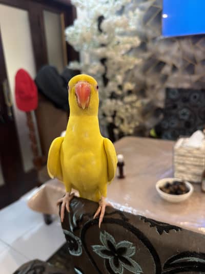Yellow parrorts pair | yellow birds| hand tame parrots