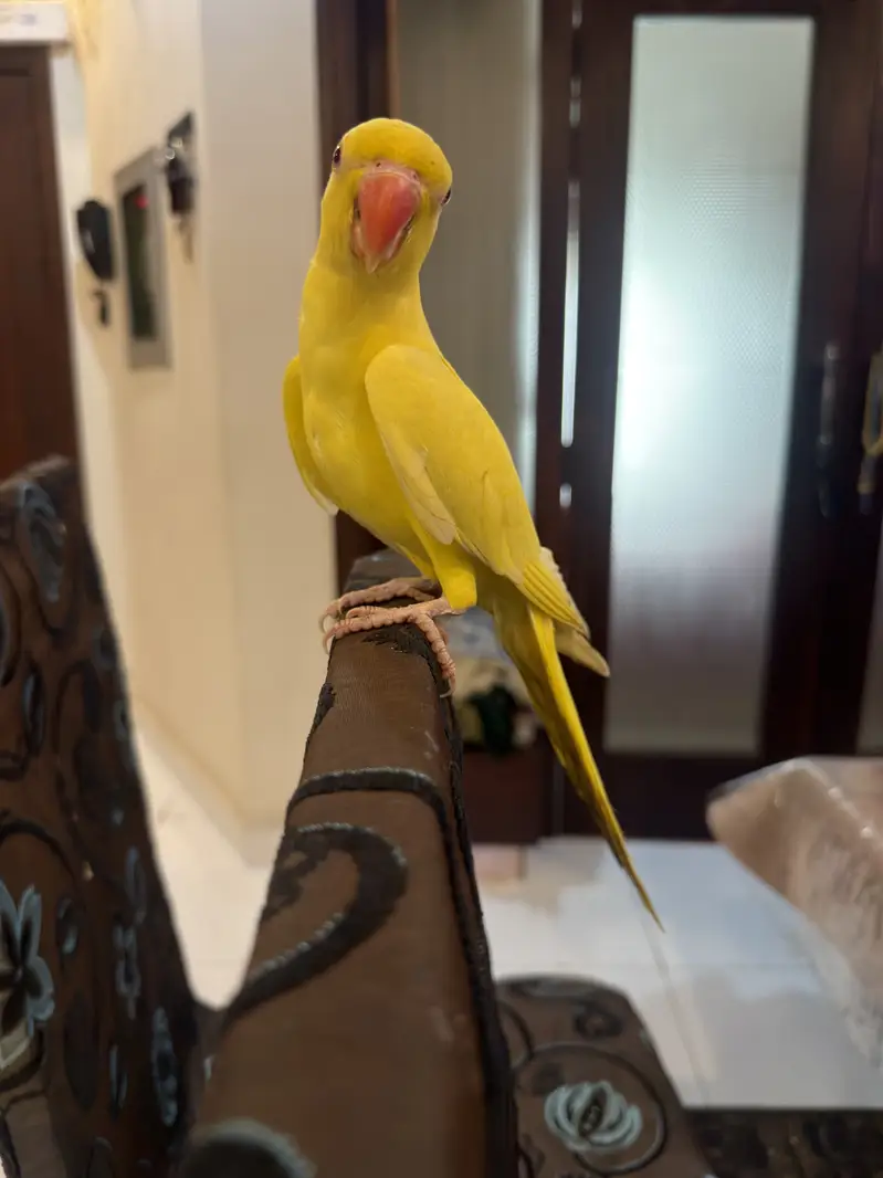 Yellow parrorts pair | yellow birds| hand tame parrots — photo 3