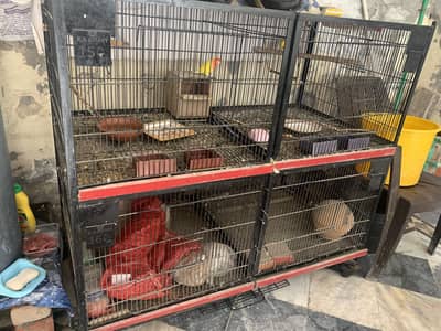 Birds Cage with partitions