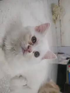 urgent cat pair for sale