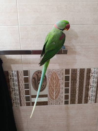 raw parrot male