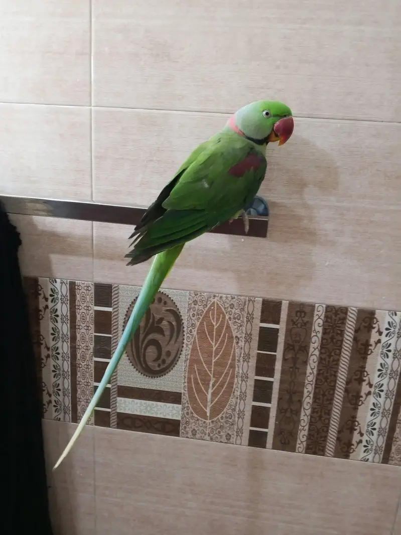 raw parrot male — photo 3