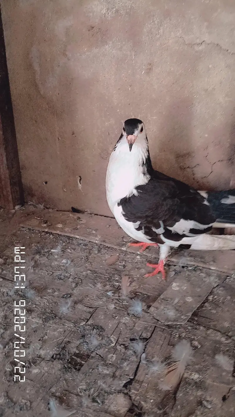gola kabotar 2 peyar ha Baki single male hai — photo 4