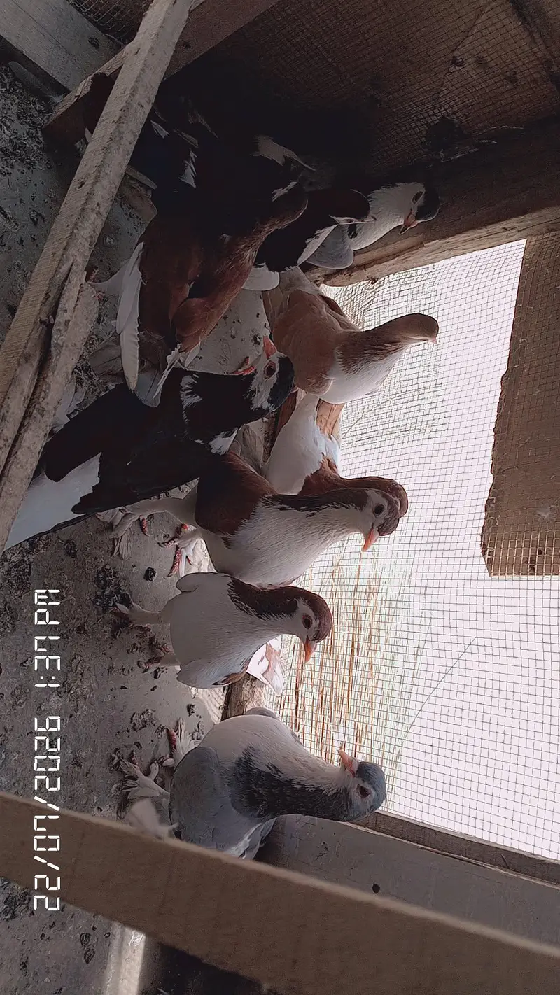 gola kabotar 2 peyar ha Baki single male hai — photo 6