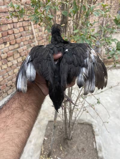 3 Strong Aseel Chicks Available