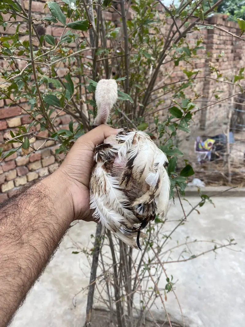 3 Strong Aseel Chicks Available — photo 2