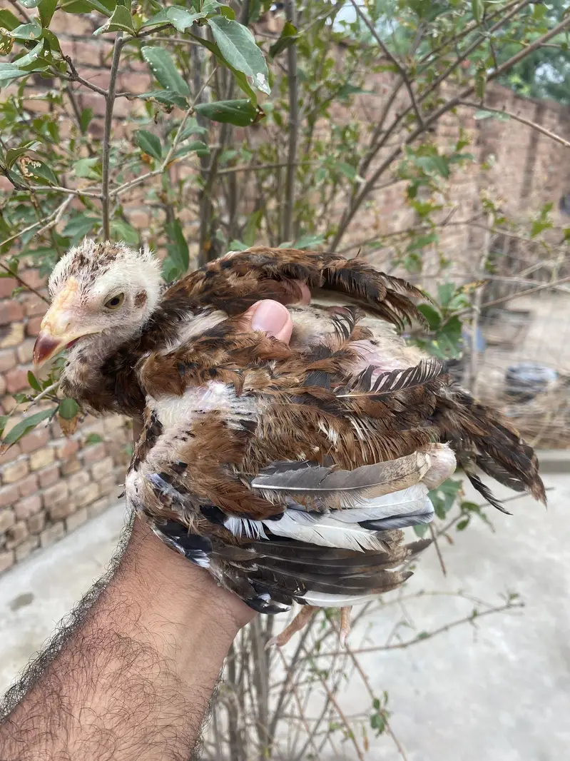 3 Strong Aseel Chicks Available — photo 3