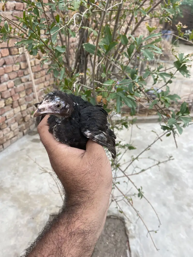 3 Strong Aseel Chicks Available — photo 4