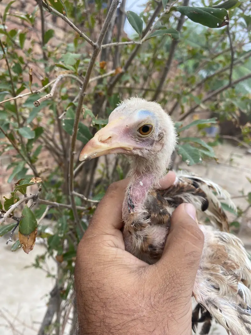 3 Strong Aseel Chicks Available — photo 5