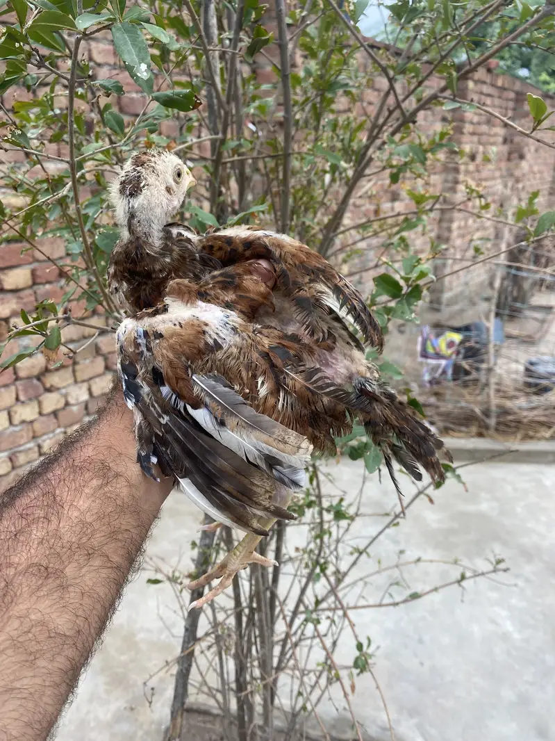 3 Strong Aseel Chicks Available — photo 6