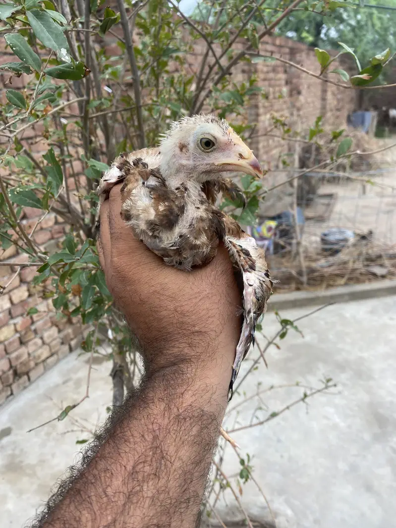 3 Strong Aseel Chicks Available — photo 7