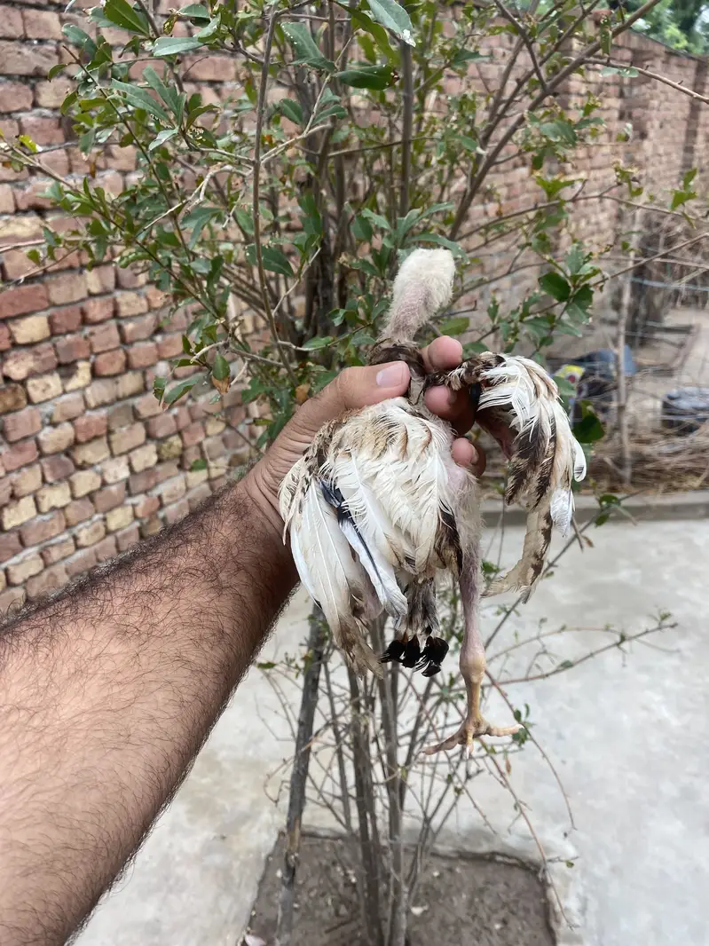 3 Strong Aseel Chicks Available — photo 8