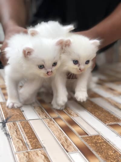 3peice Persia cat Tripple coated 2 male One female