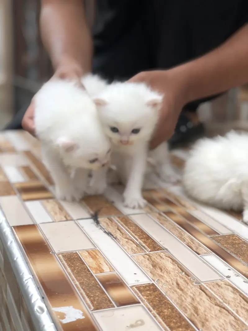 3peice Persia cat Tripple coated 2 male One female — photo 2