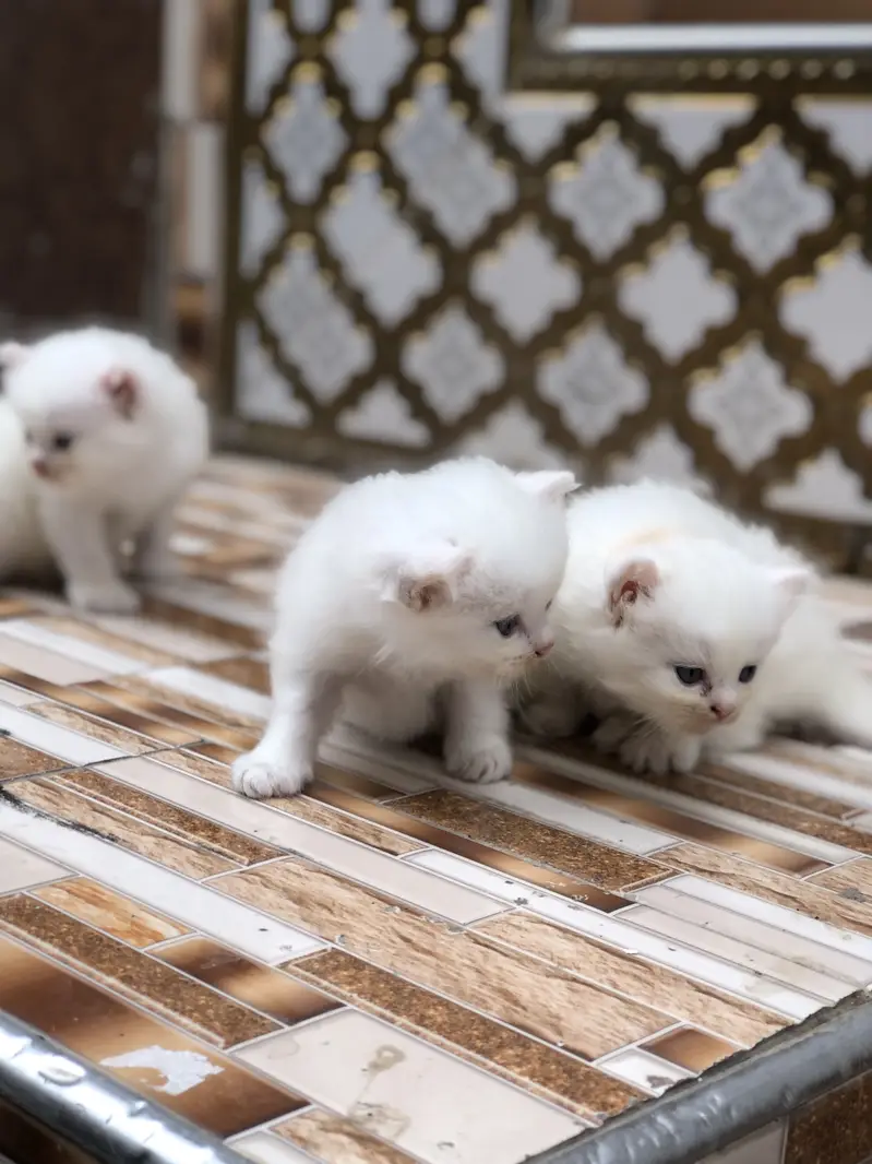 3peice Persia cat Tripple coated 2 male One female — photo 3