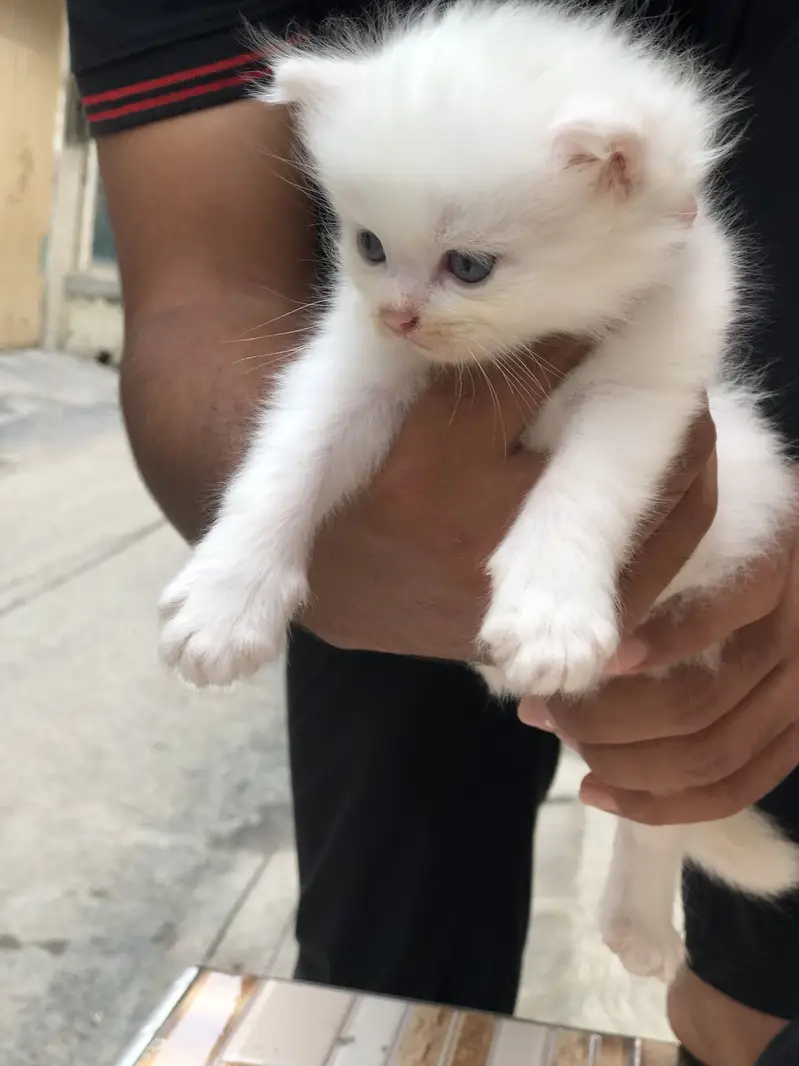 3peice Persia cat Tripple coated 2 male One female — photo 6